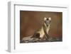 Arctic Fox (Vulpes Lagopus) Sitting, Disko Bay, Greenland, August 2009-Jensen-Framed Photographic Print