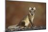 Arctic Fox (Vulpes Lagopus) Sitting, Disko Bay, Greenland, August 2009-Jensen-Mounted Photographic Print