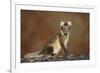 Arctic Fox (Vulpes Lagopus) Sitting, Disko Bay, Greenland, August 2009-Jensen-Framed Photographic Print