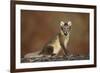 Arctic Fox (Vulpes Lagopus) Sitting, Disko Bay, Greenland, August 2009-Jensen-Framed Photographic Print