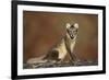 Arctic Fox (Vulpes Lagopus) Sitting, Disko Bay, Greenland, August 2009-Jensen-Framed Photographic Print