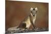 Arctic Fox (Vulpes Lagopus) Sitting, Disko Bay, Greenland, August 2009-Jensen-Mounted Photographic Print