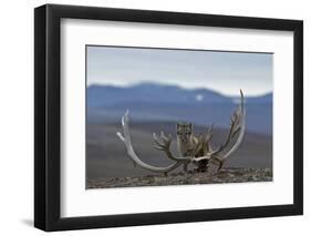 Arctic Fox (Vulpes Lagopus) Standing Next To Reindeer Skull-Sergey Gorshkov-Framed Premium Photographic Print