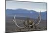 Arctic Fox (Vulpes Lagopus) Standing Next To Reindeer Skull-Sergey Gorshkov-Mounted Premium Photographic Print