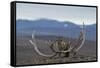 Arctic Fox (Vulpes Lagopus) Standing Next To Reindeer Skull-Sergey Gorshkov-Framed Stretched Canvas