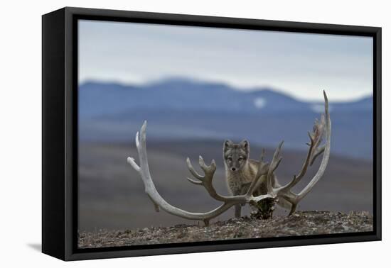 Arctic Fox (Vulpes Lagopus) Standing Next To Reindeer Skull-Sergey Gorshkov-Framed Stretched Canvas