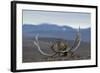 Arctic Fox (Vulpes Lagopus) Standing Next To Reindeer Skull-Sergey Gorshkov-Framed Photographic Print