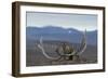 Arctic Fox (Vulpes Lagopus) Standing Next To Reindeer Skull-Sergey Gorshkov-Framed Photographic Print