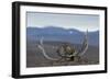 Arctic Fox (Vulpes Lagopus) Standing Next To Reindeer Skull-Sergey Gorshkov-Framed Photographic Print