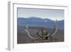 Arctic Fox (Vulpes Lagopus) Standing Next To Reindeer Skull-Sergey Gorshkov-Framed Photographic Print