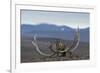 Arctic Fox (Vulpes Lagopus) Standing Next To Reindeer Skull-Sergey Gorshkov-Framed Photographic Print