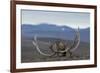 Arctic Fox (Vulpes Lagopus) Standing Next To Reindeer Skull-Sergey Gorshkov-Framed Photographic Print