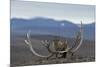 Arctic Fox (Vulpes Lagopus) Standing Next To Reindeer Skull-Sergey Gorshkov-Mounted Photographic Print