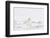 Arctic fox (Vulpes lagopus) white colour morph, Iceland-Terry Whittaker-Framed Photographic Print