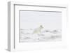 Arctic fox (Vulpes lagopus) white colour morph, Iceland-Terry Whittaker-Framed Photographic Print