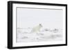 Arctic fox (Vulpes lagopus) white colour morph, Iceland-Terry Whittaker-Framed Photographic Print