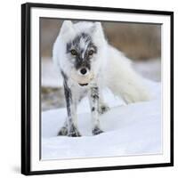 Arctic Fox (Vulpes Lagopus) With Snow Goose Egg In Mouth-Sergey Gorshkov-Framed Photographic Print