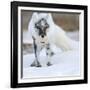 Arctic Fox (Vulpes Lagopus) With Snow Goose Egg In Mouth-Sergey Gorshkov-Framed Photographic Print