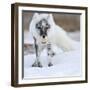 Arctic Fox (Vulpes Lagopus) With Snow Goose Egg In Mouth-Sergey Gorshkov-Framed Photographic Print