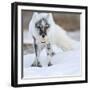 Arctic Fox (Vulpes Lagopus) With Snow Goose Egg In Mouth-Sergey Gorshkov-Framed Photographic Print