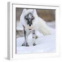 Arctic Fox (Vulpes Lagopus) With Snow Goose Egg In Mouth-Sergey Gorshkov-Framed Photographic Print