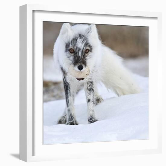 Arctic Fox (Vulpes Lagopus) With Snow Goose Egg In Mouth-Sergey Gorshkov-Framed Photographic Print