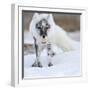 Arctic Fox (Vulpes Lagopus) With Snow Goose Egg In Mouth-Sergey Gorshkov-Framed Photographic Print