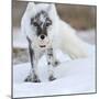 Arctic Fox (Vulpes Lagopus) With Snow Goose Egg In Mouth-Sergey Gorshkov-Mounted Photographic Print