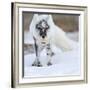 'Arctic Fox (Vulpes Lagopus) With Snow Goose Egg In Mouth' Photographic ...