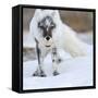 Arctic Fox (Vulpes Lagopus) With Snow Goose Egg In Mouth-Sergey Gorshkov-Framed Stretched Canvas