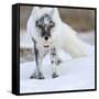 Arctic Fox (Vulpes Lagopus) With Snow Goose Egg In Mouth-Sergey Gorshkov-Framed Stretched Canvas