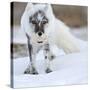 Arctic Fox (Vulpes Lagopus) With Snow Goose Egg In Mouth-Sergey Gorshkov-Stretched Canvas