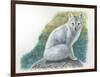 Arctic Fox Vulpes Lagopus-null-Framed Giclee Print