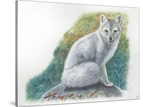 Arctic Fox Vulpes Lagopus-null-Stretched Canvas