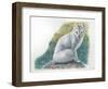 Arctic Fox Vulpes Lagopus-null-Framed Giclee Print