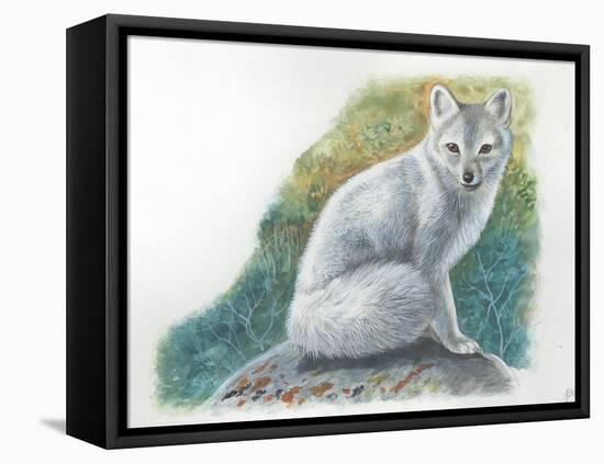 Arctic Fox Vulpes Lagopus-null-Framed Stretched Canvas