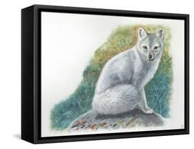 Arctic Fox Vulpes Lagopus-null-Framed Stretched Canvas