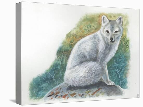 Arctic Fox Vulpes Lagopus-null-Stretched Canvas