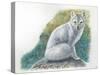 Arctic Fox Vulpes Lagopus-null-Stretched Canvas