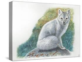 Arctic Fox Vulpes Lagopus-null-Stretched Canvas