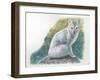 Arctic Fox Vulpes Lagopus-null-Framed Giclee Print