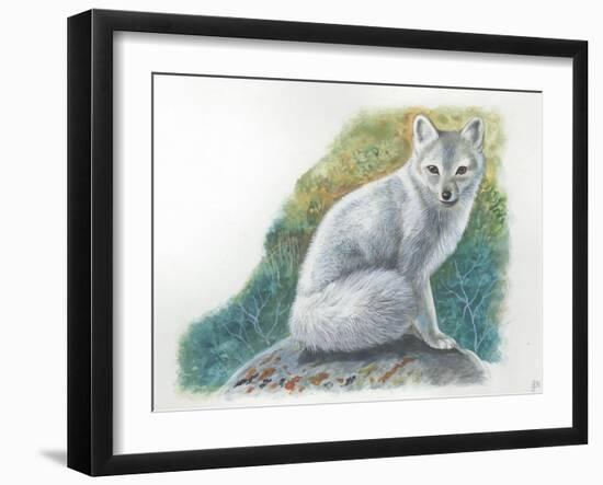 Arctic Fox Vulpes Lagopus-null-Framed Giclee Print