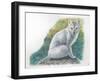 Arctic Fox Vulpes Lagopus-null-Framed Giclee Print