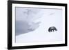 Arctic fox walking on coastal cliffs in snow, Iceland-Danny Green-Framed Photographic Print