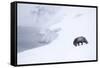 Arctic fox walking on coastal cliffs in snow, Iceland-Danny Green-Framed Stretched Canvas