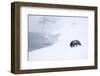 Arctic fox walking on coastal cliffs in snow, Iceland-Danny Green-Framed Photographic Print