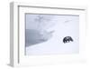 Arctic fox walking on coastal cliffs in snow, Iceland-Danny Green-Framed Photographic Print