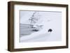 Arctic fox walking on coastal cliffs in snow, Iceland-Danny Green-Framed Photographic Print