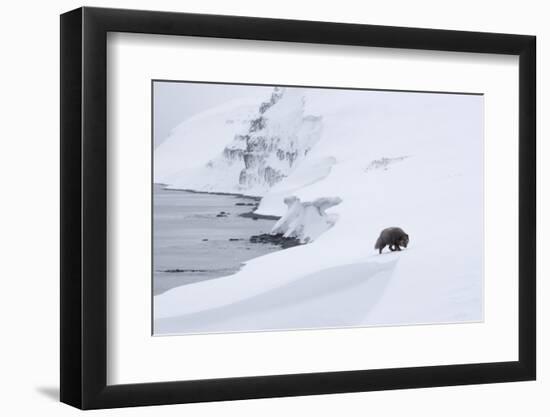 Arctic fox walking on coastal cliffs in snow, Iceland-Danny Green-Framed Photographic Print