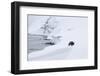 Arctic fox walking on coastal cliffs in snow, Iceland-Danny Green-Framed Photographic Print